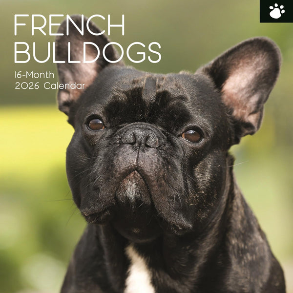 The Gifted Stationary 2026 Square Wall Calendar, French Bulldogs, 16-Month Animal Theme Hanging Calendar with 180 Reminder Stickers, Month Planner for Home, or Creative Spaces, 12x12 In - image 1
