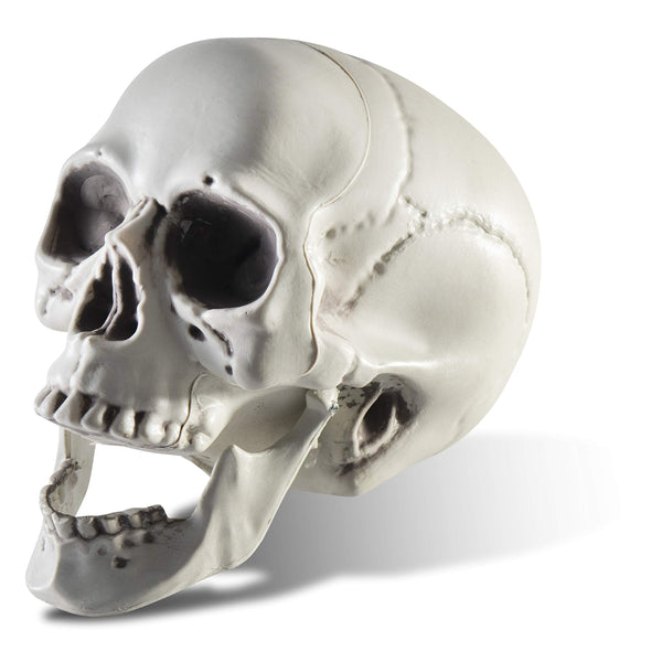 Prextex Halloween 6.5-Inch Skull Ornament - Gothic Home Decor, Life-Size Skeleton Perfect for Indoor and Outdoor Decorations, Spooky Halloween Party Accessories, Realistic Human Skeleton Skull Replica - image 1